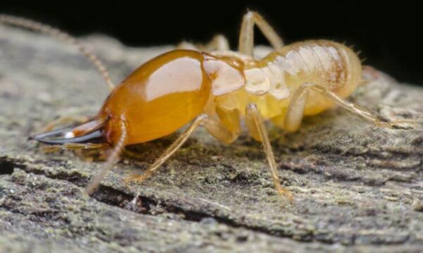 soldier termites