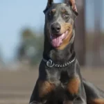 https://dobermanns.org/entrenamiento/como-entrenar-a-un-bernedoodle-dogster/